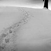 1-footprint-trail-through-the-snow-in-the-woods-randall-nyhof